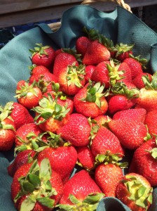 Strawberries by Fran W