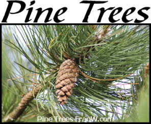 Pine Trees