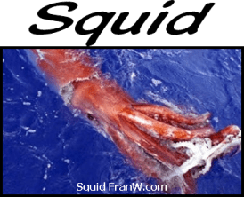Squid
