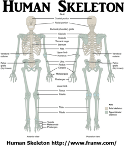 Human Skeleton FW