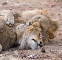 two brown lions lying on grass