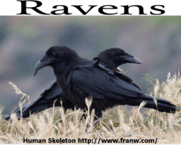Ravens
