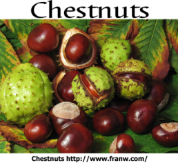 Chestnuts FW