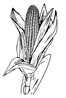 Corn to color 1