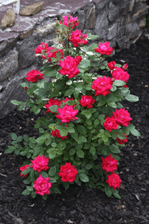Rose bush
