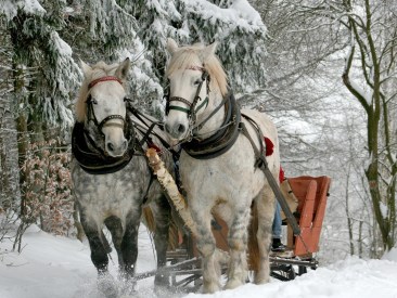 sleigh-ride