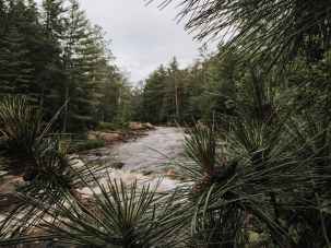 green leaf tree near river taking picture